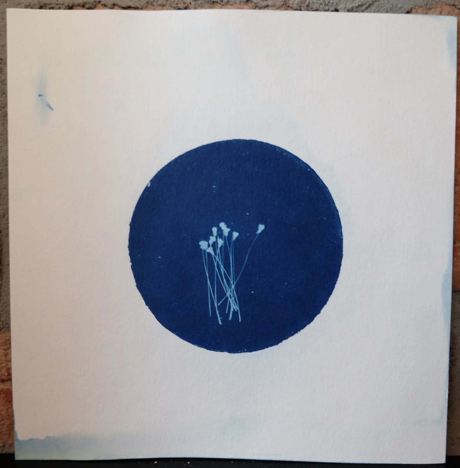 Getrocknete Knoblauchblüte | Kunstdruck #BlueprintDriedGarlicFlowerArtPrint01
